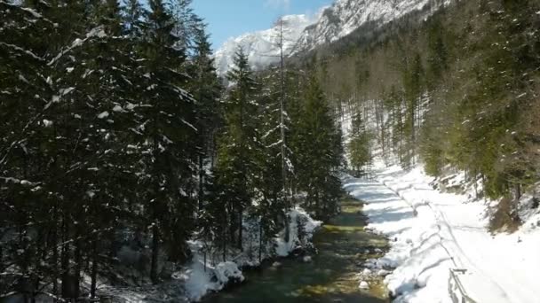 Αργή γερανός φλόκων παραπάνω creek και δέντρα. — Αρχείο Βίντεο