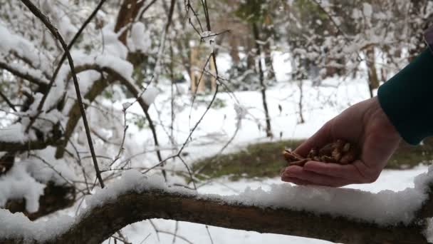Nourrir timidement Écureuil noir 