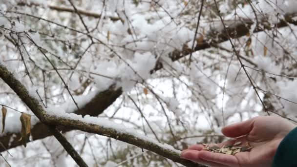 Tit Birds feeding from hand — Stock video