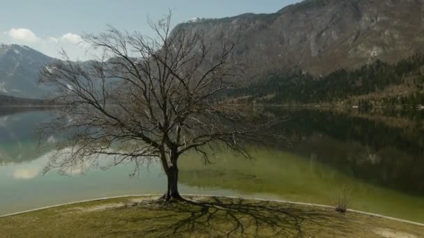 Alte blattlose Eiche am Bergsee — Stockvideo