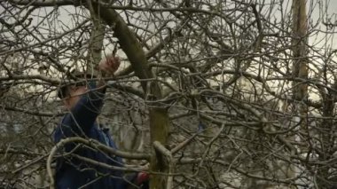 Bahçıvan budama meyve ağacı dalı Close-Up