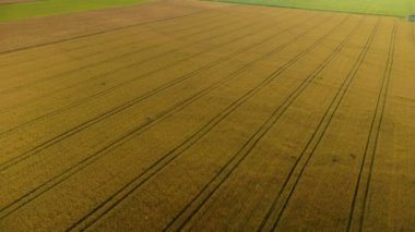 Buğday alanlarında havadan görünümü kaydırma