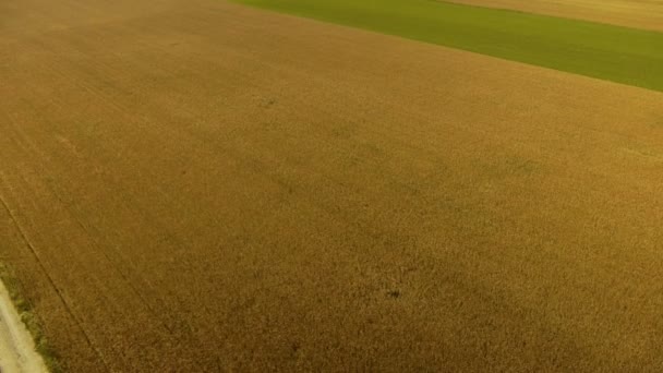 Tiro aéreo sobre campos de trigo e milho — Vídeo de Stock