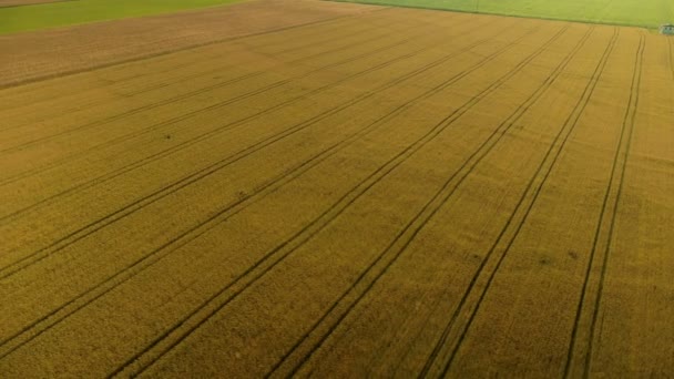 Panning vista aérea de campos de trigo — Vídeo de Stock