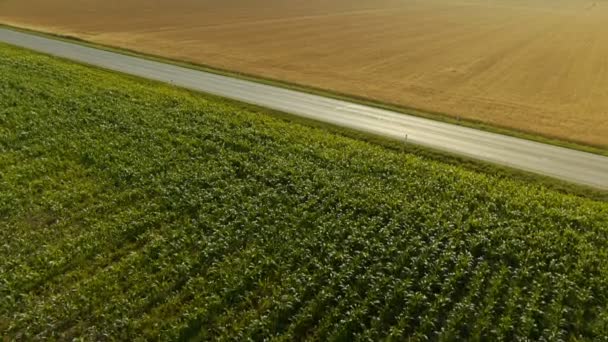 Medio lucht doorgeven van lokale wegverkeer tussen velden — Stockvideo