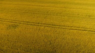 Altın buğday alanın üzerinde aşağı Jib tilt
