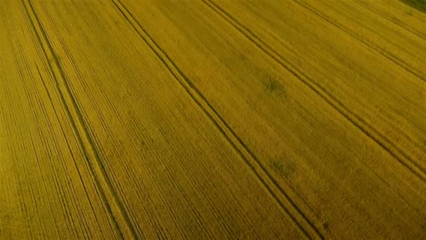 Buğday alanları üzerinde yukarı hava dönen tilt — Stok video