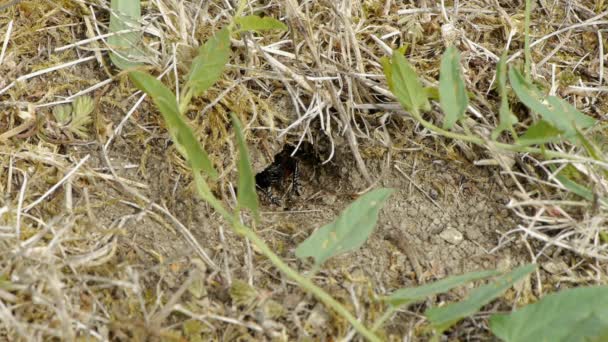 Black Field Cricket — Stock Video