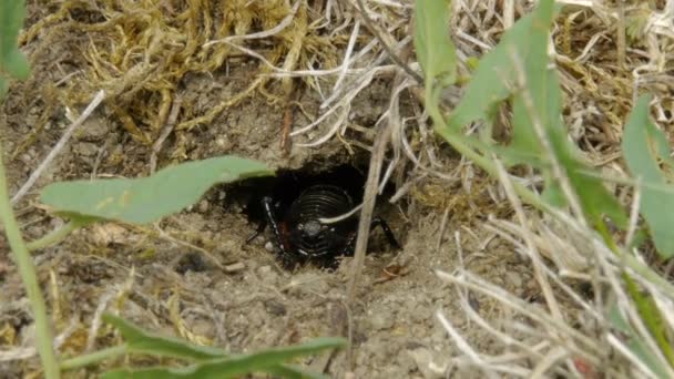 Black Field Cricket Cleans His House — Stock Video