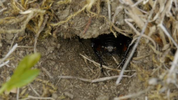 Svarta fält Cricket vänder — Stockvideo