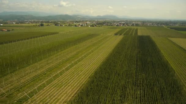 Antenowe góry strzelać nad Hop pole — Wideo stockowe