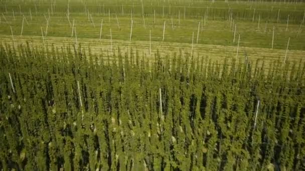 Lento, Primer plano de vuelo sobre el campo de salto — Vídeos de Stock