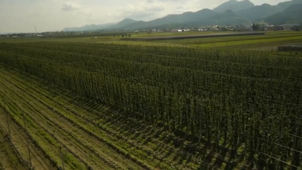 Fechar vista aérea acima Hop Field — Vídeo de Stock