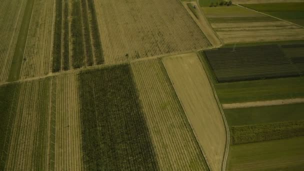 Blick von oben auf das Hopfenfeld — Stockvideo