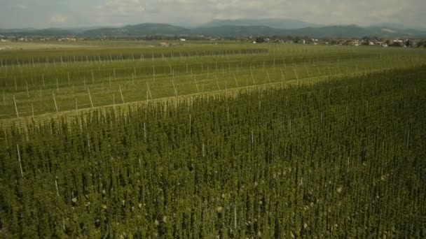 Achteraanzicht en aflopende over Hop veld — Stockvideo