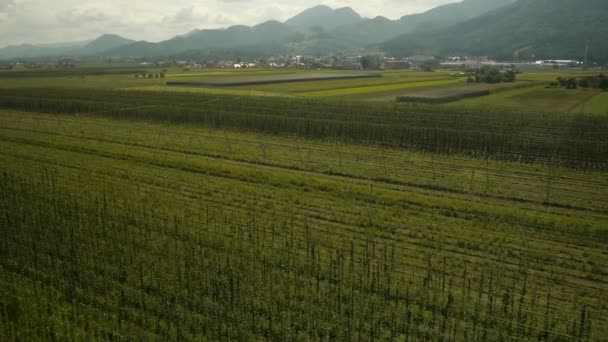 Vue aérienne avant du champ de houblon — Video