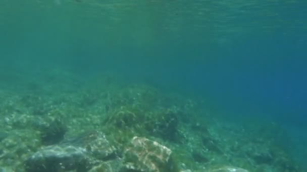 Uomo Salto / Immersione in acqua di mare . — Video Stock