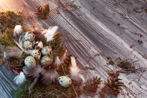 Carta de Páscoa decorada com ovos de codorna, gnezom, musgo, penas, cones de pinho e galhos de salgueiro em fundo de madeira — Fotografia de Stock