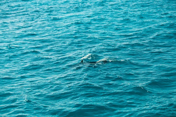 Египет, Северная Африка. Красивый цвет красного моря два дельфина под водой — стоковое фото