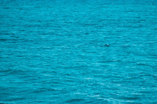 Αίγυπτος, Βόρεια Αφρική. Όμορφο χρώμα Ερυθρά θάλασσα δύο δελφίνια υποβρύχια — Φωτογραφία Αρχείου