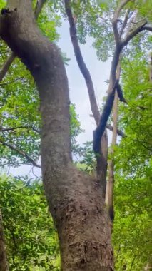 Dikey video, La Caimanera, Coveas, Kolombiya Karayipleri 'nde sakin suyun üzerinde mangrov gövdesinde yengeçler.