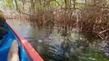 La Caimanera, Coveas, Kolombiya Karayipleri 'ndeki kano kenar ve mangrov ağaçlarını gösteriyor.