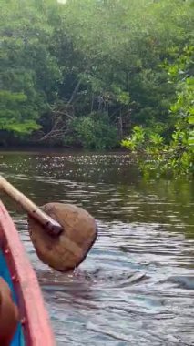 La Caimanera, Coveas 'taki Mangrove tünelinde dikey bir kano yolculuğu. Kürek, ağaçlar ve su yansımaları
