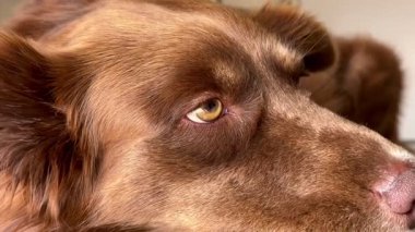 Anesteziden uyanan Border Collie, arka planda bulanık veteriner asistanıyla gözlere yakın çekim.