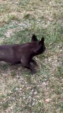 Fransız Bulldog topu bekliyor, kovalıyor, ağzıyla kavrıyor ve mutlu bir şekilde dönüyor.