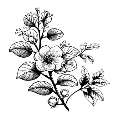 Manolya çiçeğinin elle çizilmiş vektör çizimi. Siyah ve beyaz işlemeli mürekkep çizimi. Beyaz bir arka planda izole edilmiş. El çizimi bir Quince çiçek boyama kitabı vektör illüstrasyon, sanatsal, çiçek,