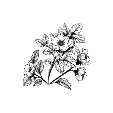 Ev dekorasyonu için güzel, taze bir ayva çiçeği çizimi. Basılabilir poster dekoratif kılıç Quince çiçeği konsepti. Modern çizgi çizimi çiçek tasarımı vektör çizimi