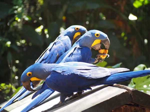 Blue macaw eating — Stock Photo, Image