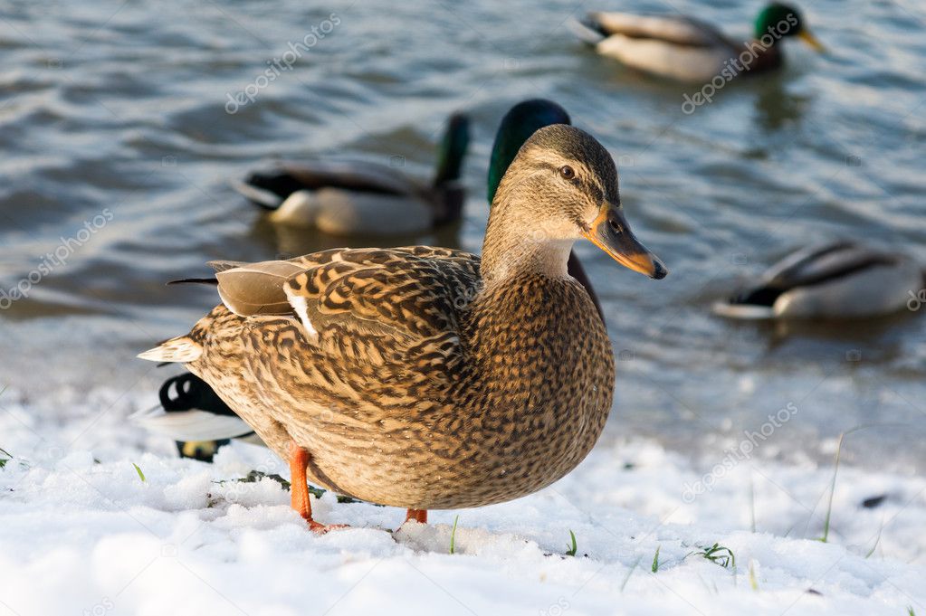 Winter Park duck pond 