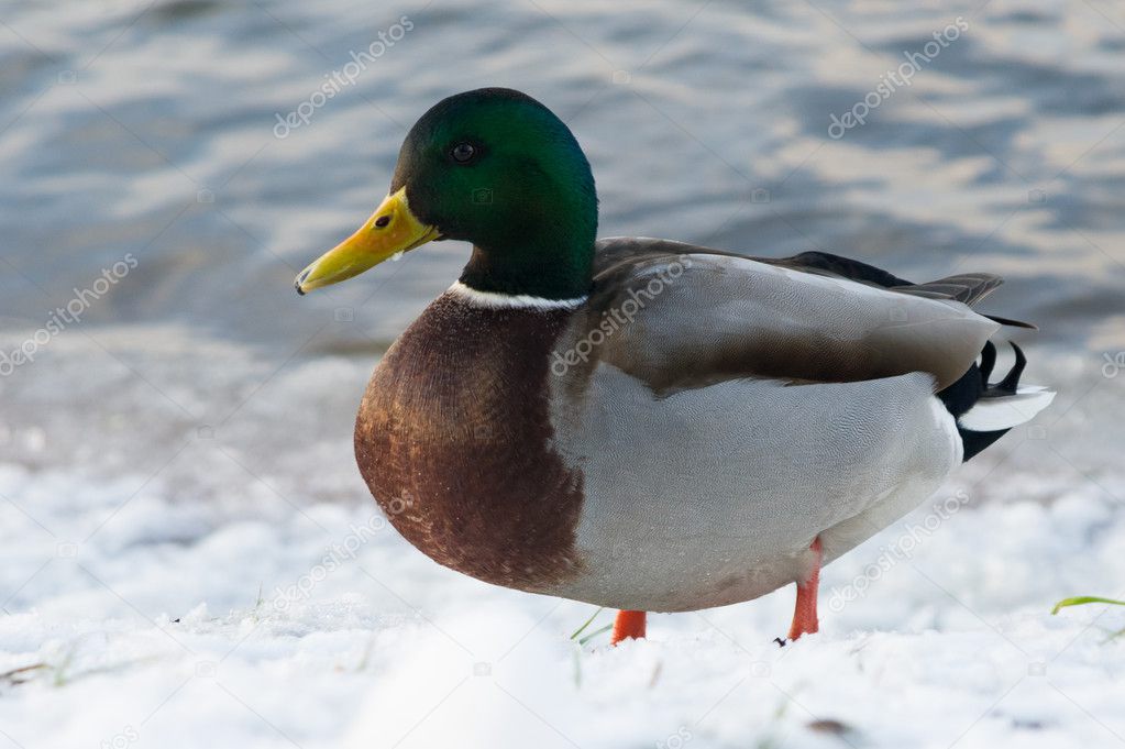 Winter Park duck pond 