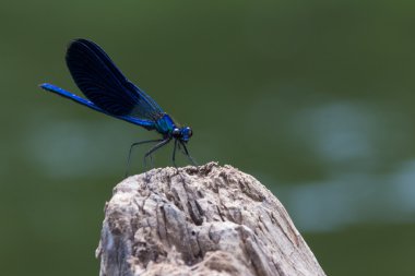 Mavi yusufçuk bir çayır üzerinde oturur