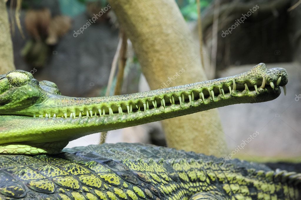 Gharial Gavialis Gangeticus Gavial Crocodile Stock Photo Image By C Nickodim Gharial Gavialis Gangeticus Gavial Crocodile Stock Photo Image By C Nickodim