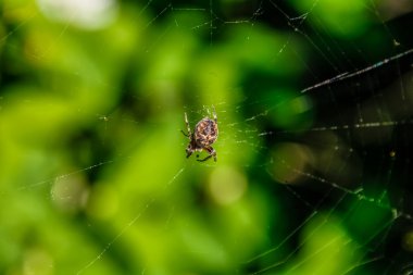 Bu web ortasında asılı örümcek 