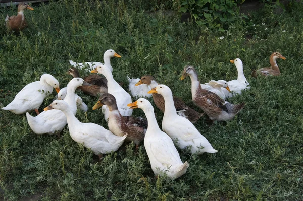 Yaz at çiftliğinde ördekleri — Stok fotoğraf