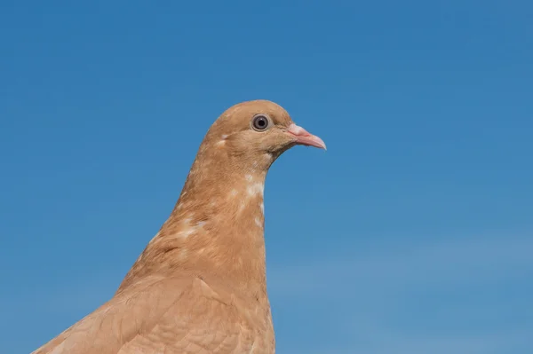Brown pigeon close up — Stock Photo, Image