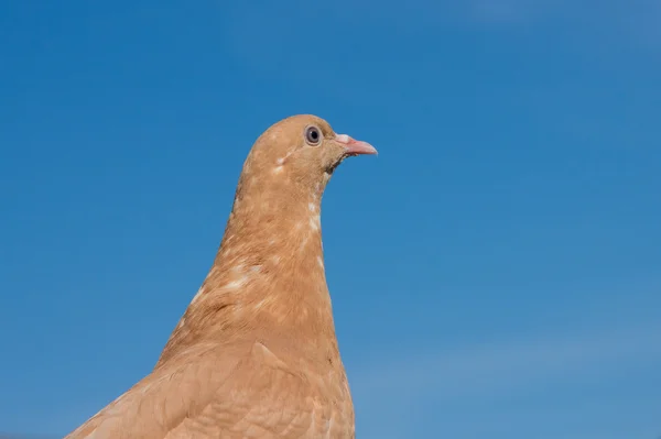 Pigeon brun gros plan — Photo