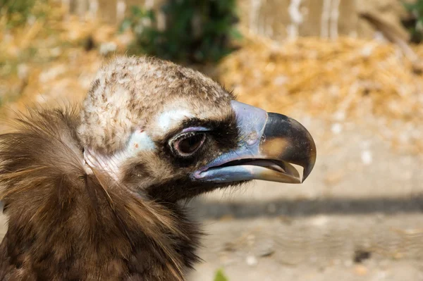 De hoofd Zwarte gier, — Stockfoto