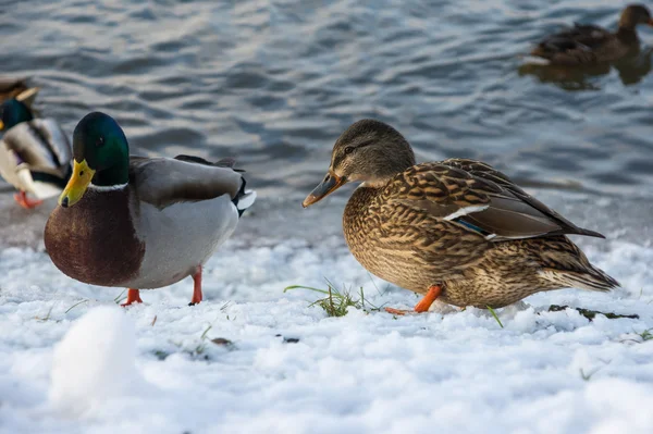 Yeşilbaş ördekler kış gölet — Stok fotoğraf