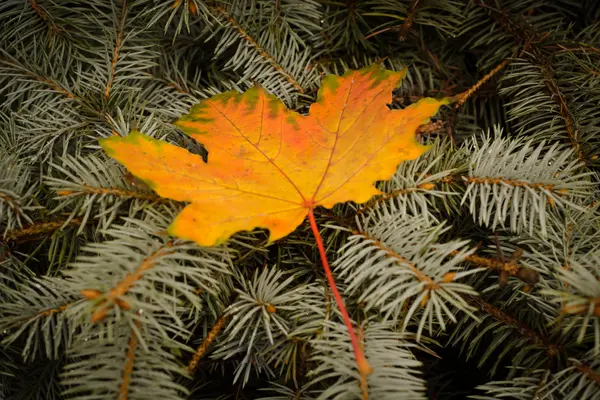 Sarı akçaağaç yaprağı yeşil Ladin üzerinde