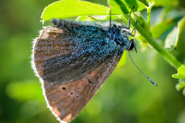 Egy kis gyönyörű pillangó ül a fűben — Stock Fotó