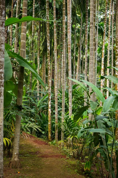 Πράσινο Δάσος Μπαμπού — Φωτογραφία Αρχείου