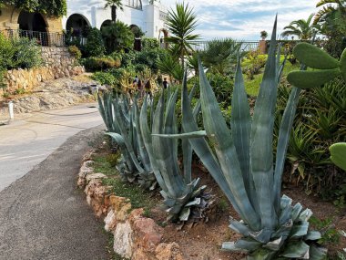 Amerikan agave 'i turistik bir bölgede taş çitli bir yatakta