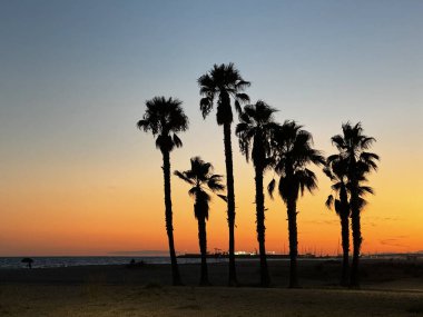 Akşamları kıyı palmiyelerinin güzel manzarası ve arka planda gün batımı.