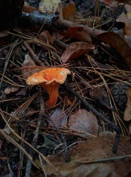 Heißer Orangenpilz im Laub des Waldes, abgefallene Nadeln, ungenießbarer Pilz. Stockfoto
