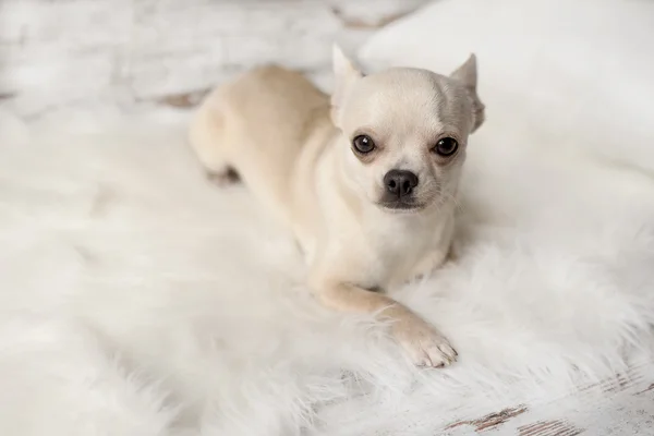 귀여운 치와와 강아지 스위트 홈 룸, 실내, 흰색 카펫에 앉아 — 스톡 사진