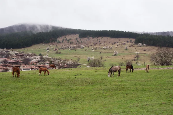 Yol kenarı mera otlayan atlar. Bulgaristan halk Müzesi Zheravna köyde görünümünü. Dağ köyü. — Stok fotoğraf